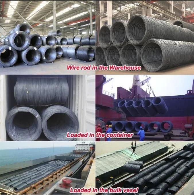 Raw Material of Nail Making 5.5mm 6.5mm 8mm 10mm SAE1006 SAE1008 Steel Wire Rod Iron Coil Price