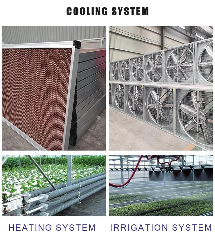 Widely Popular Garden & Vegetable Greenhouse Frame, PE Film, Galvanized Steel Pipe Frame