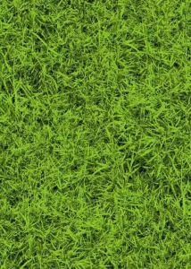 Grass Pattern and Customized Design Coated PPGI/PPGL