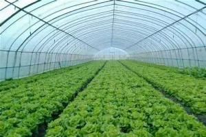 Plastic film Tunnel Horticultural Green House for Farming