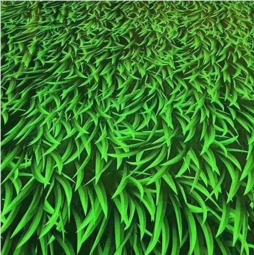 Grass Pattern Galvanized PPGI Coil Construction Roofing and Wall Steel Plate Coil