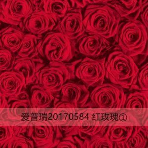 Flower Pattern Color Coated Steel Coil for Wall Cladding