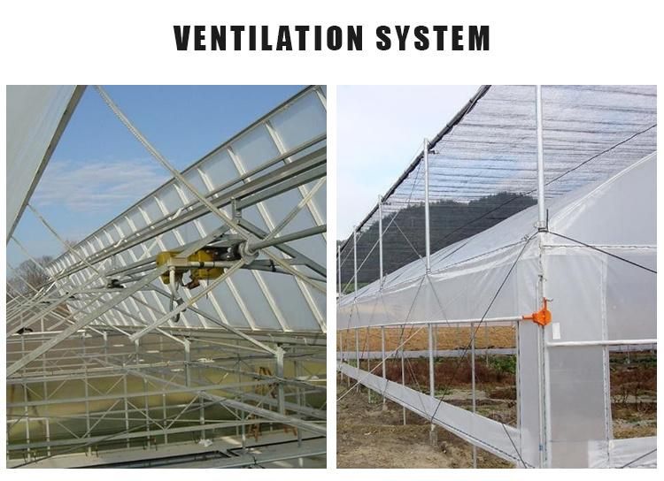 Widely Popular Garden & Vegetable Greenhouse Frame, PE Film, Galvanized Steel Pipe Frame